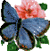 butterfly 56x57 [2k]