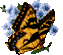 butterfly 63x55 [2k]