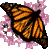 butterfly 49x49 [2k]