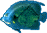blue fish, 68x48 [2k]