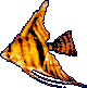 angelfish, 80x81 [2k]