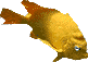 yellow fish, 81x57 [1.5k]