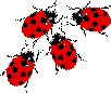bunch of small ladybugs 102x86