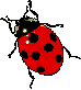big ladybug left 74x82
