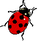 big ladybug right 74x82