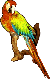 Parrot, 172x268 [12k]