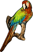Parrot, 133x210 [9k]