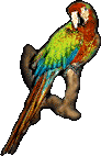 Parrot, 92x142 [5k]