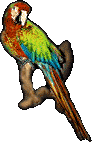 Parrot, 92x142 [5k]