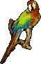 Parrot, 59x91 [2k]