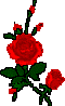 roses, 60x98 [2k]