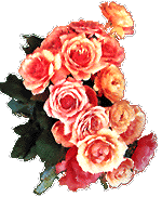 bunch of pink and orange roses, 150x182 [16k]