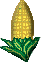 corn 41x62 [k]