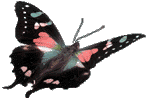 Butterfly 147x100 [4k]