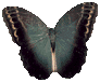 Butterfly 92x76 [3k]