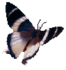 Butterfly 95x100 [3k]