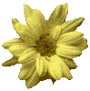 Yellow daisy 99x100 [3k]