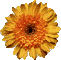 Orange flower 61x60 [2k]