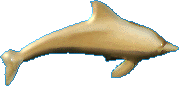 Gold dolphin, left 179x86 [5k]