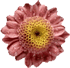 Pink flower 102x100 [6k]
