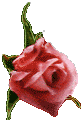 Pink rose 81x120 [4k]