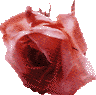 Pink rose 96x95 [4k]