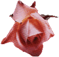 Pink rose 116x112 [5k]