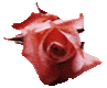 Pink rose 97x80 [3k]