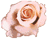 Pale pink rose 100x80 [k]