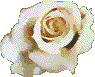 White rose 95x77 [k]