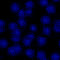 [Link to bluedots.gif, 100x100 {5k}]
